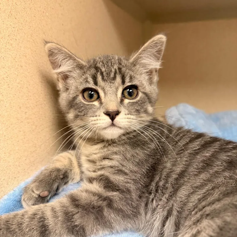 A baby small-sized female Gray / Blue / Silver Domestic Short Hair cat named Louise for adoption in Pagosa Springs, CO