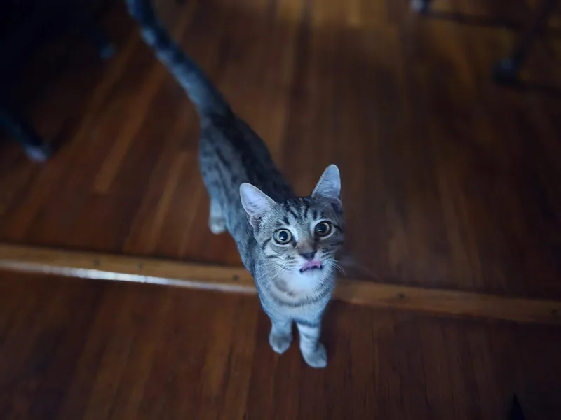A young medium-sized female Domestic Short Hair cat named Barbie for adoption in Buffalo, NY