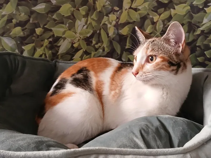 A baby large-sized female Domestic Short Hair cat named Aries for adoption in Fort Worth, TX