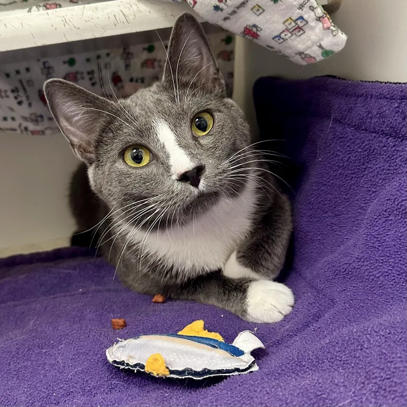 An adult medium-sized male Gray & White Domestic Short Hair cat named Blaze for adoption in Reisterstown, MD