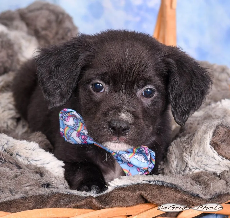 A baby large-sized male Labrador Retriever dog named Falcon for adoption in Pittsboro, NC
