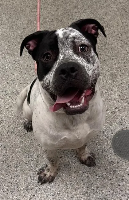 A young large-sized male White / Cream Pit Bull Terrier dog named Stipple for adoption in Kansas City, MO