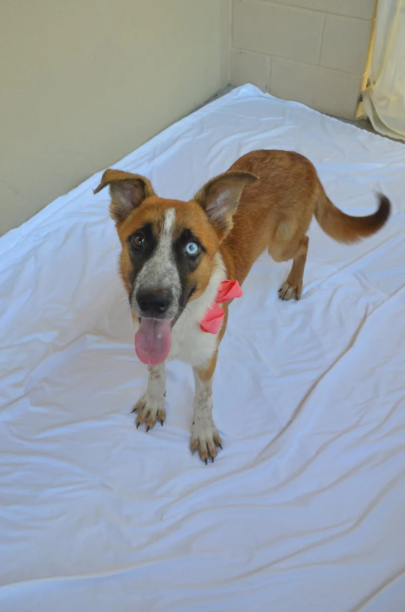 A baby large-sized female Mixed Breed dog named Gloop for adoption in McKinney, TX