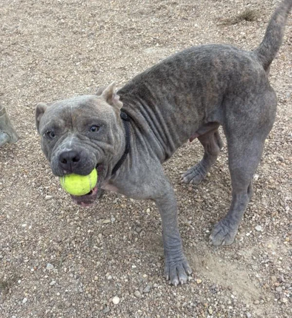 An adult medium-sized male Pit Bull Terrier dog named Dinomite for adoption in Virginia Beach, VA