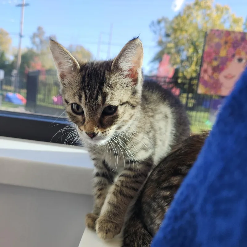 A baby small-sized male Brown / Chocolate Domestic Short Hair cat named Pancake for adoption in Fort Wayne, IN