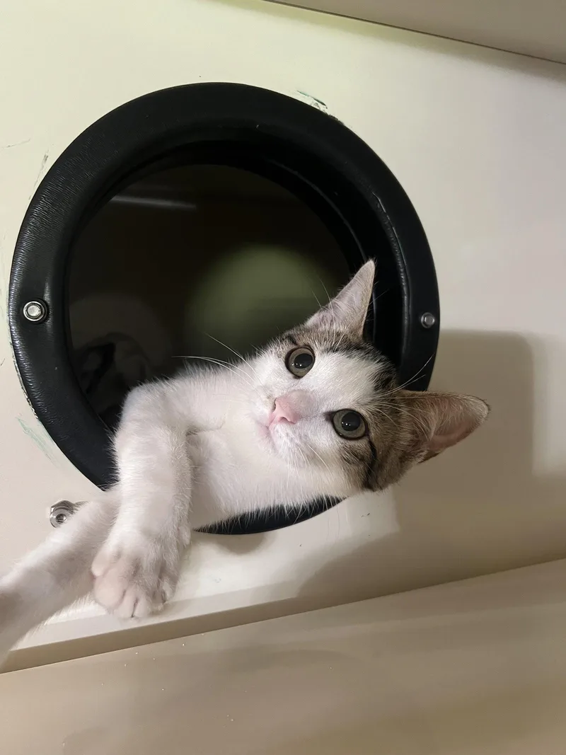A young medium-sized female Domestic Short Hair cat named Brandy for adoption in Hammond, LA