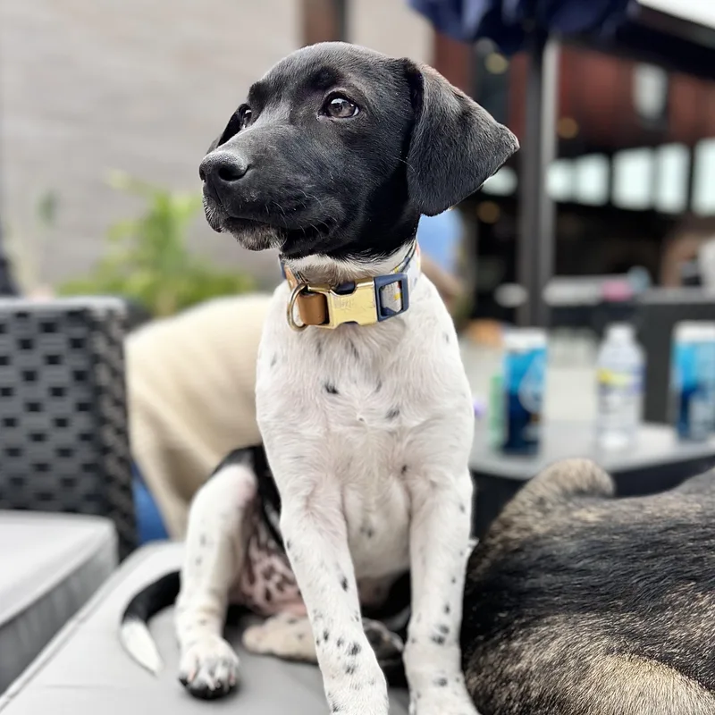 A baby medium-sized female Black Hound dog named Nine for adoption in Richmond, VA