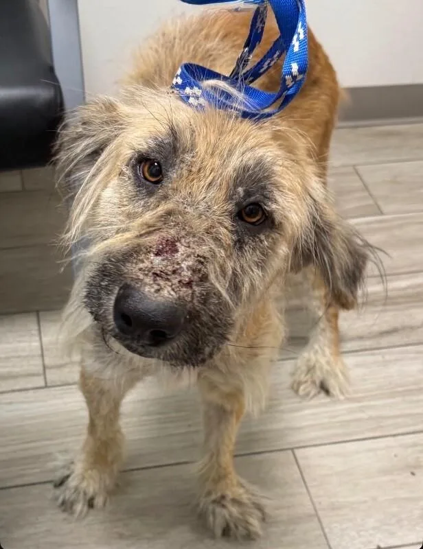 Pinto Bean thumbnail 2