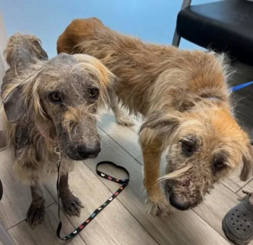 Pinto Bean thumbnail 3