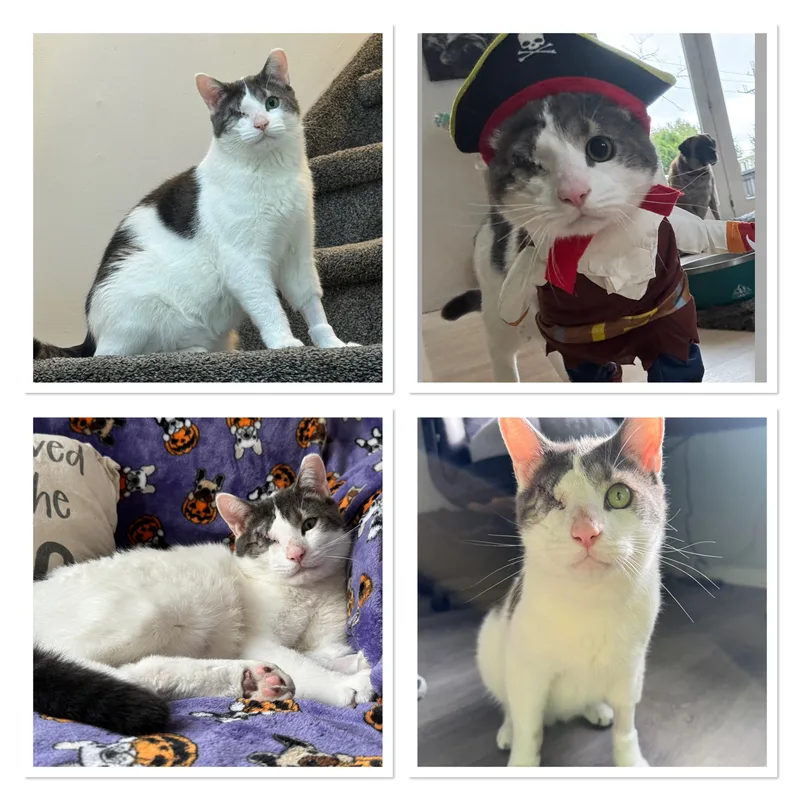 A young medium-sized male Domestic Short Hair cat named Odin for adoption in Perrineville, NJ
