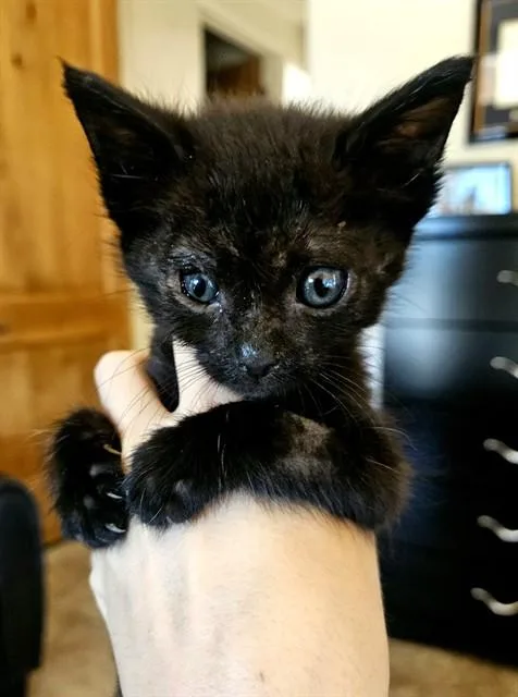 A baby small-sized male Domestic Short Hair cat named Jazzy for adoption in Tucson, AZ