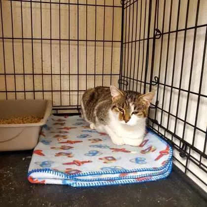 Precious Stella thumbnail 2