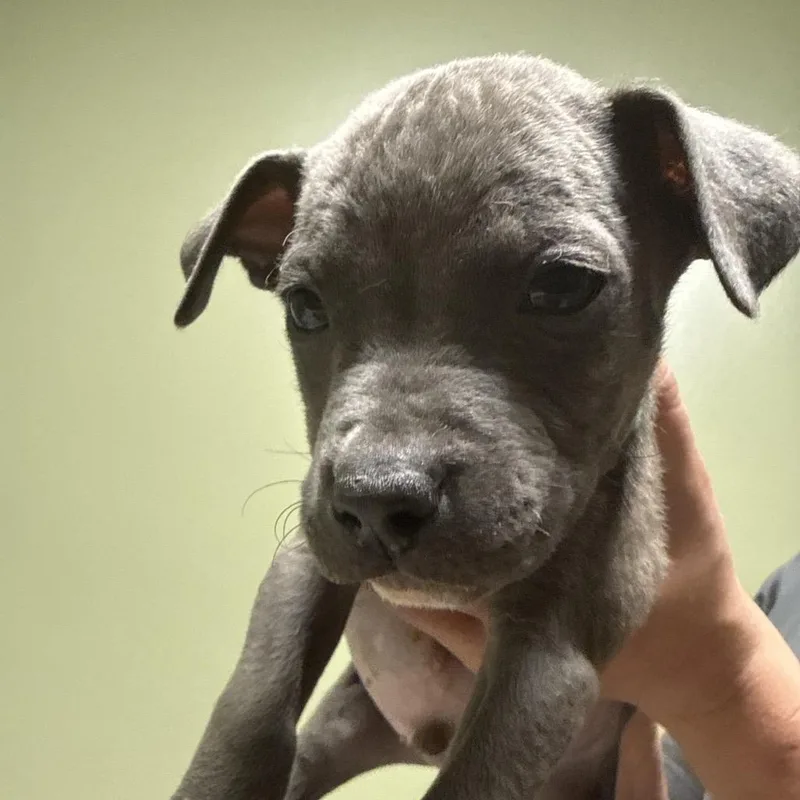 A baby small-sized male Gray / Blue / Silver Mixed Breed dog named Zoltar for adoption in Columbus, GA