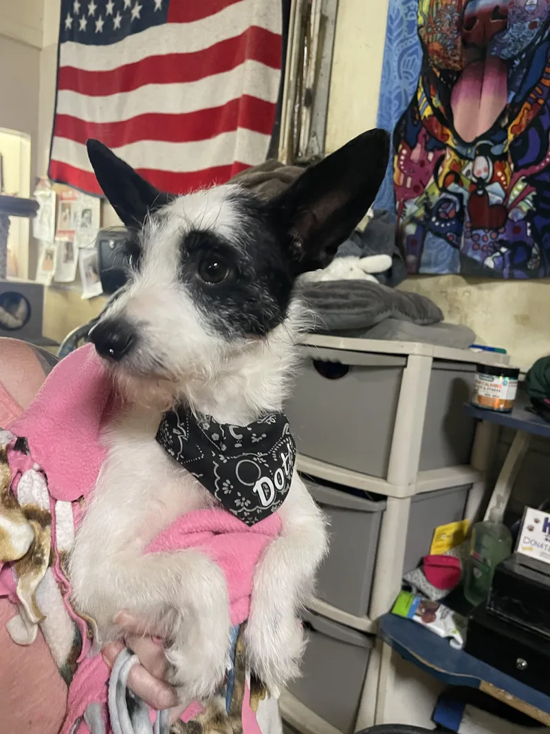 Dottie thumbnail 2