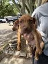 A baby large-sized female Labrador Retriever dog named Lida for adoption in Morton Grove, IL