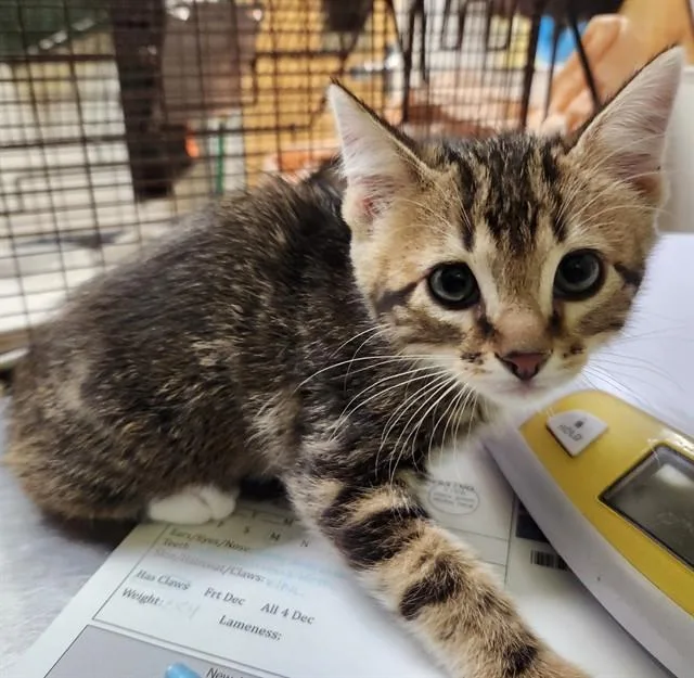 A baby small-sized male Domestic Short Hair cat named Fred for adoption in Pueblo, CO