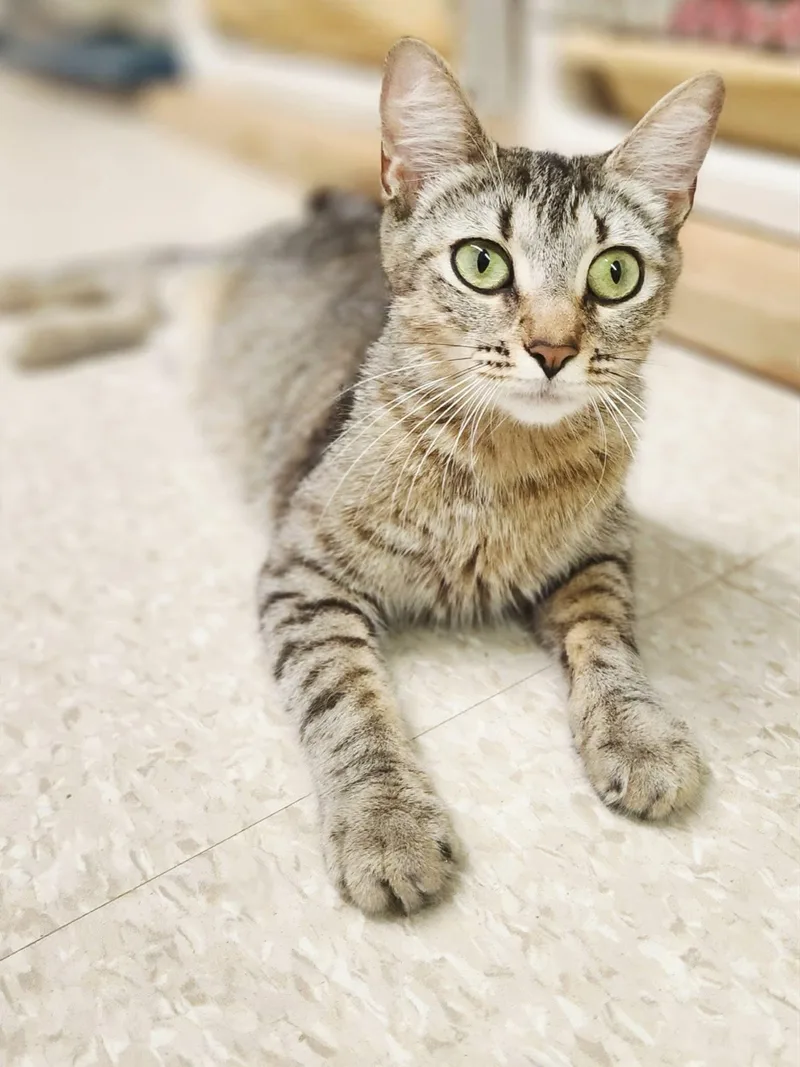 An adult small-sized female Domestic Short Hair cat named Natalie for adoption in Social Circle, GA