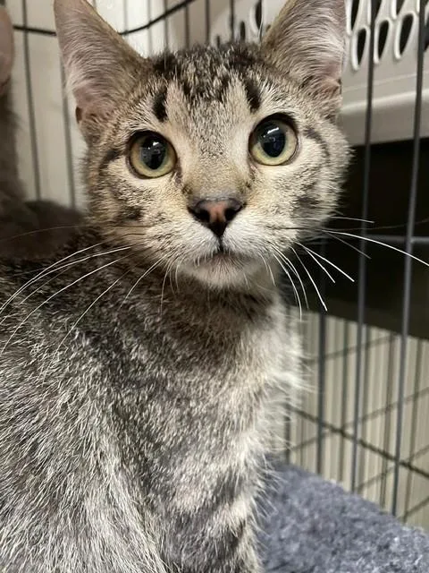 A young medium-sized male Tabby (Brown / Chocolate) Domestic Short Hair cat named Garcia for adoption in Hayward, WI