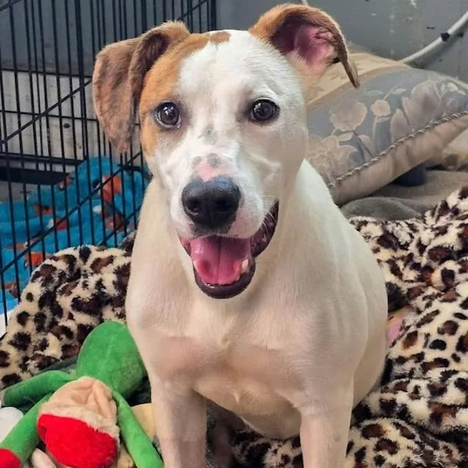 An adult medium-sized female White / Cream Hound dog named Poppy for adoption in South Elgin, IL