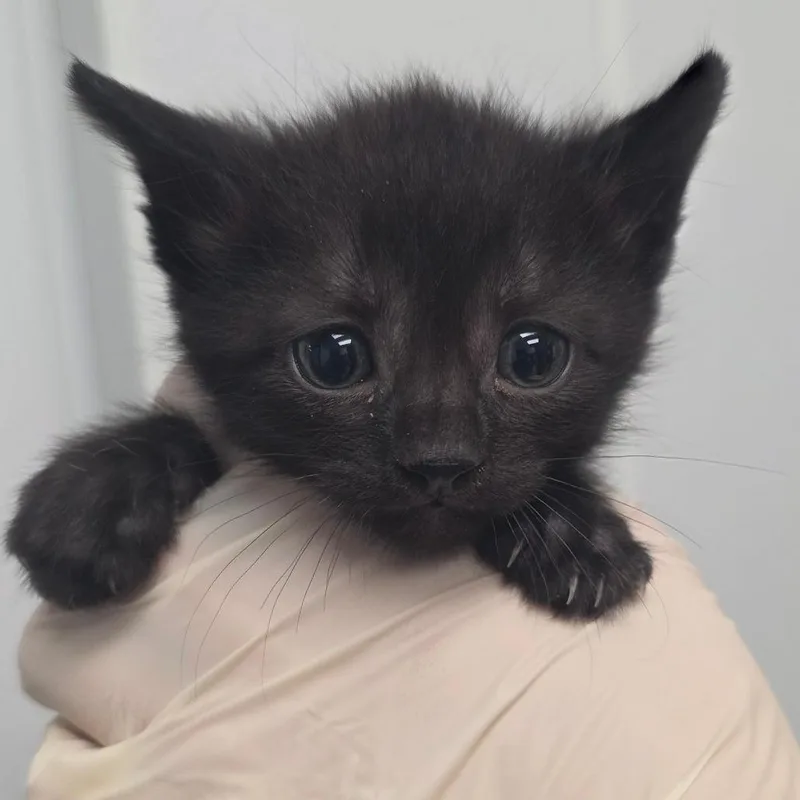 A baby small-sized male Black Domestic Short Hair cat named Hexxus for adoption in Abilene, TX