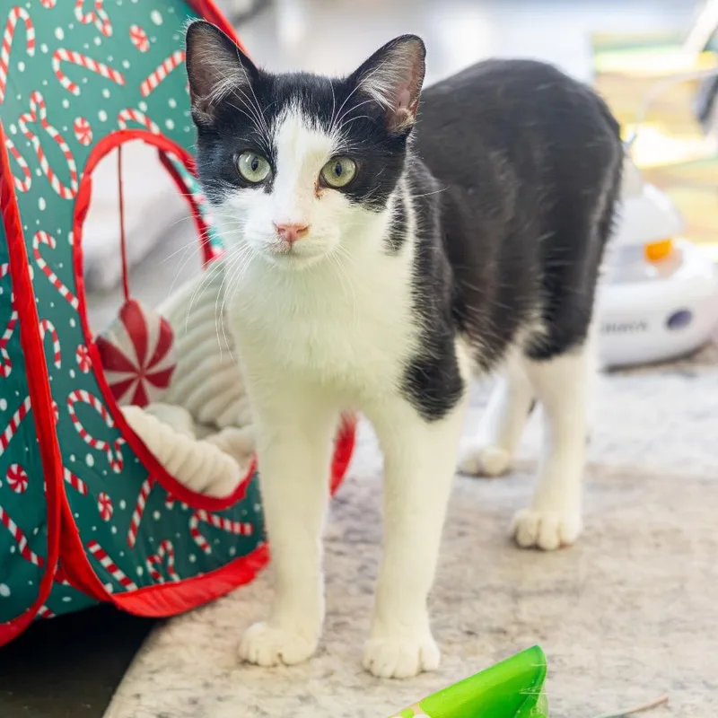 A young medium-sized male Black Domestic Short Hair cat named Zane for adoption in Wilmington, DE