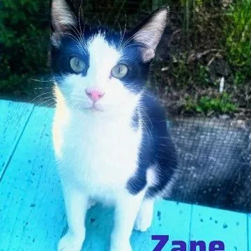 Zane thumbnail 3