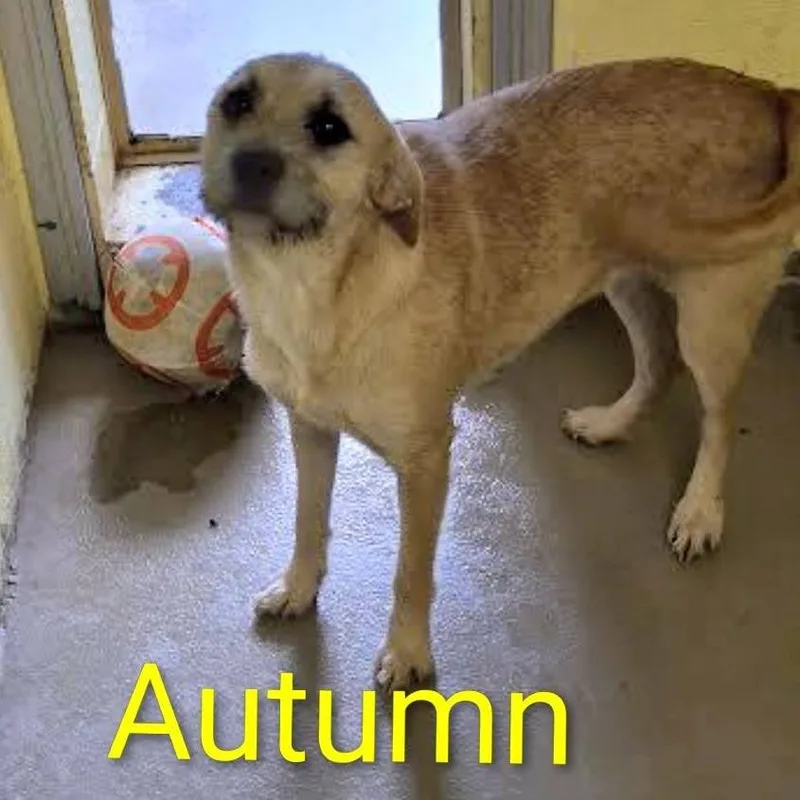 Autumn thumbnail 2