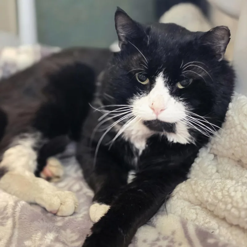 An adult medium-sized male Black & White / Tuxedo Domestic Short Hair cat named Papa Smurf for adoption in Bentonville, AR