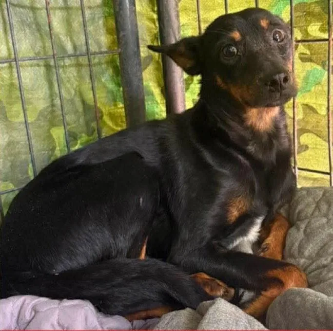 A young small-sized male Miniature Pinscher dog named Delmar for adoption in Ringwood, NJ