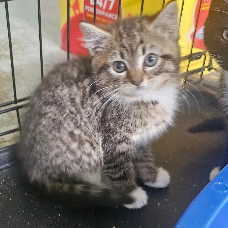 A young small-sized male Domestic Short Hair cat named Sephiroth for adoption in Hedgesville, WV