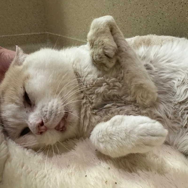 A senior medium-sized male Buff / Tan / Fawn Domestic Short Hair cat named Wreck  It Ralph for adoption in Pekin, IL