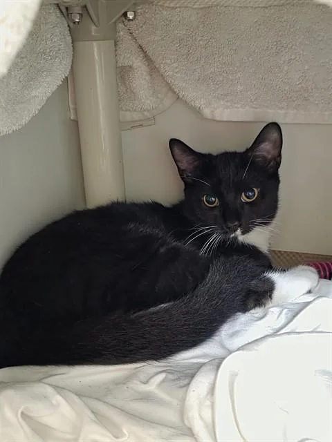 A young medium-sized male Domestic Short Hair cat named Edger for adoption in Boston, MA