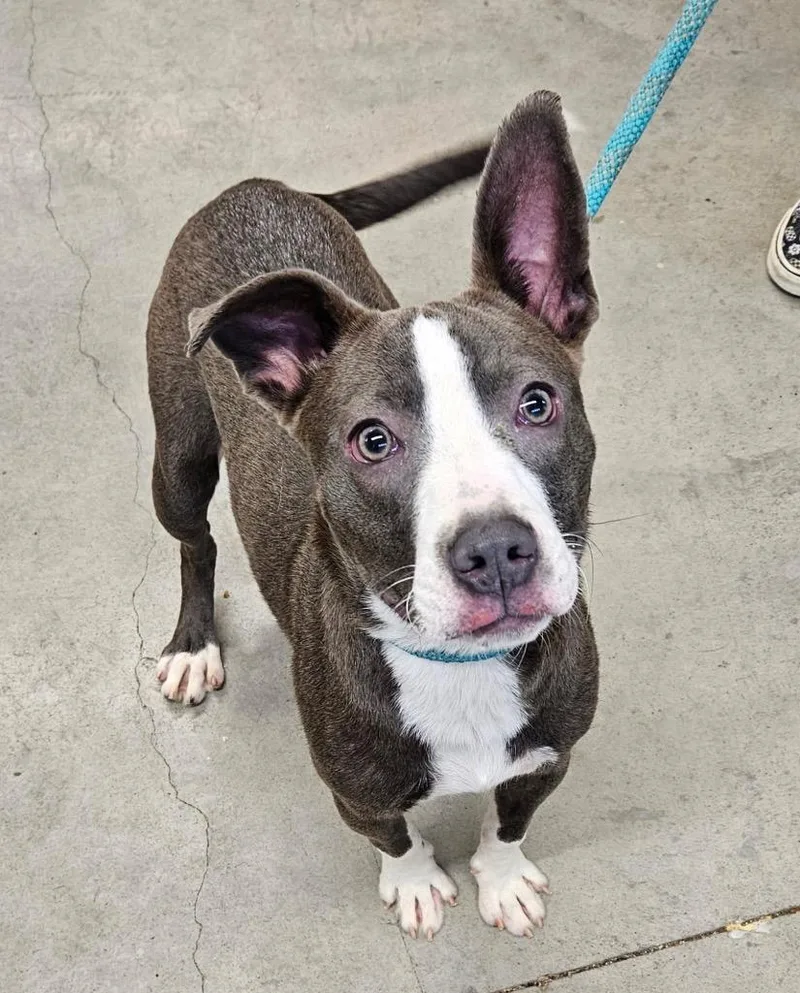 A baby medium-sized female Pit Bull Terrier dog named Lita for adoption in Johnson City, TN