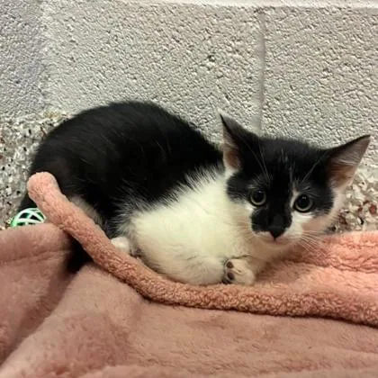 A baby small-sized male Domestic Short Hair cat named Inky for adoption in Gastonia, NC