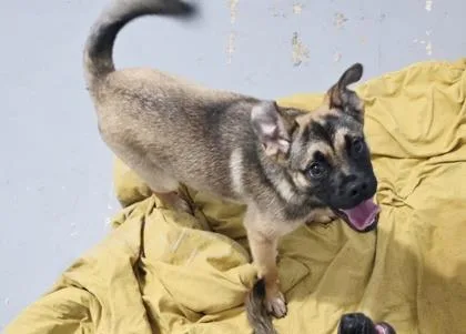 Hera