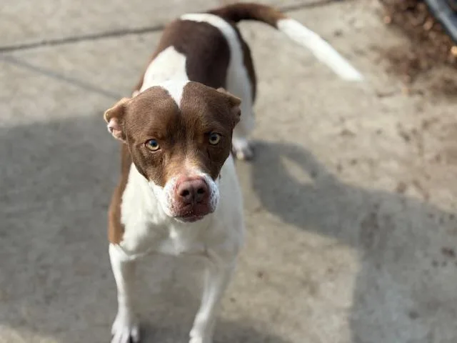 A young medium-sized male Pit Bull Terrier dog named Rocky for adoption in Tulsa, OK