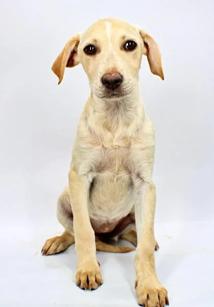A baby large-sized female Brittany Spaniel dog named Tracy for adoption in Morton Grove, IL