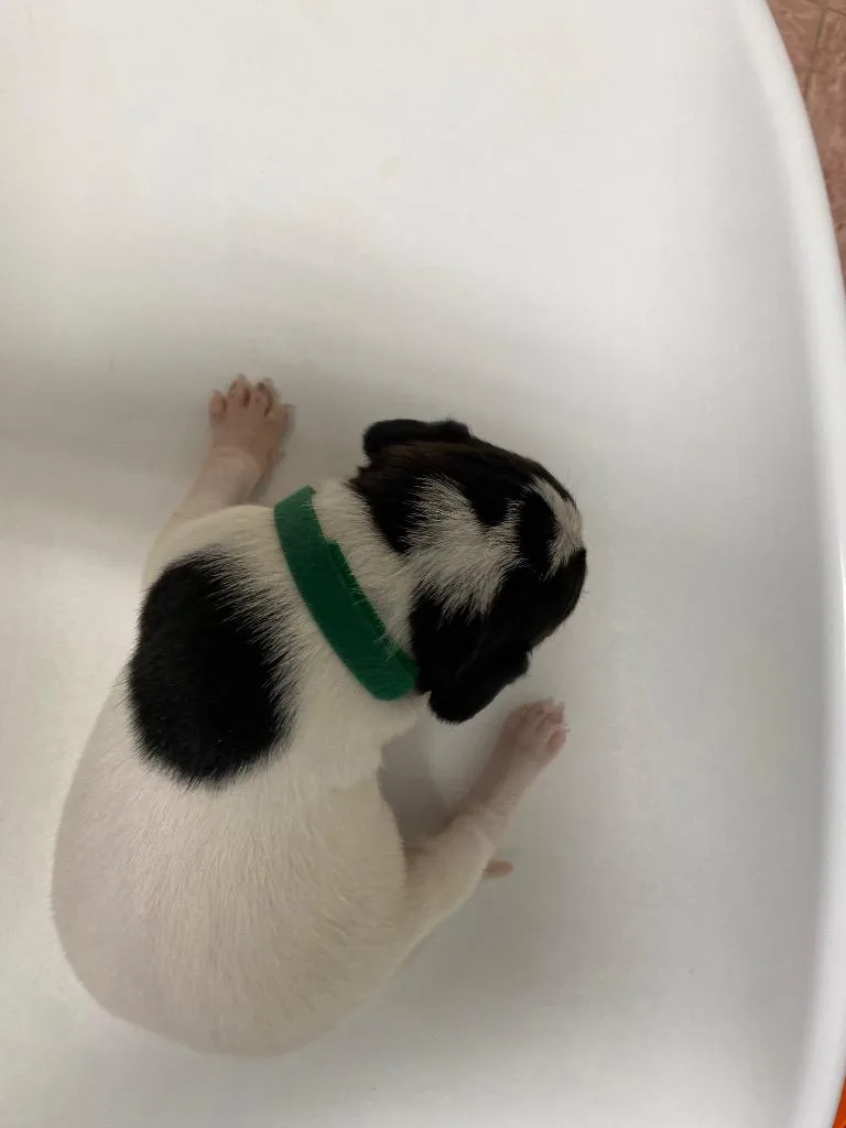 A baby medium-sized female English Coonhound dog named A&w for adoption in Wabash, IN