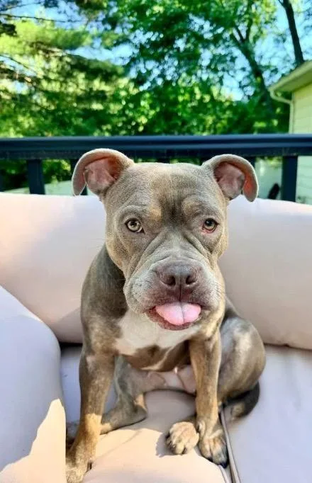 An adult large-sized female Pit Bull Terrier dog named Nova for adoption in Albany, NY