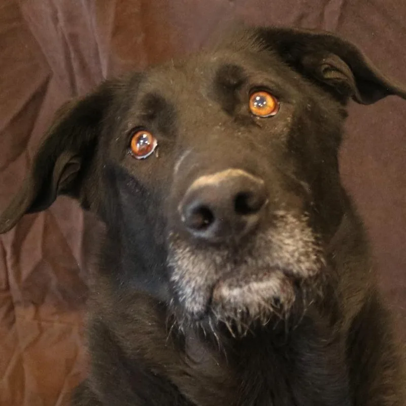 An adult large-sized male Black Labrador Retriever dog named Smokey for adoption in Rifle, CO