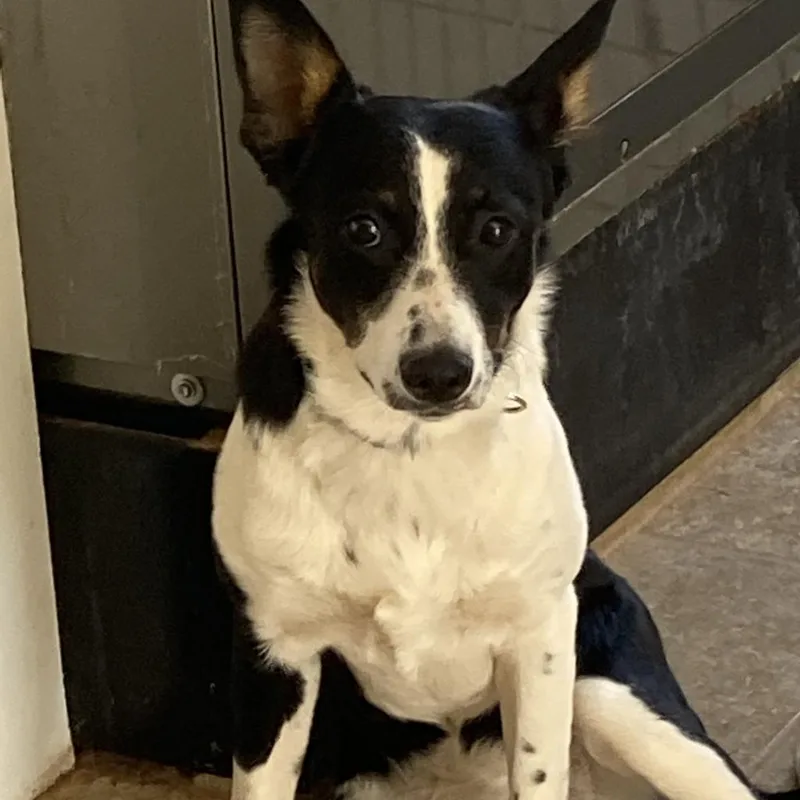 An adult medium-sized female Black Border Collie dog named Bay Leaf for adoption in Kanab, UT