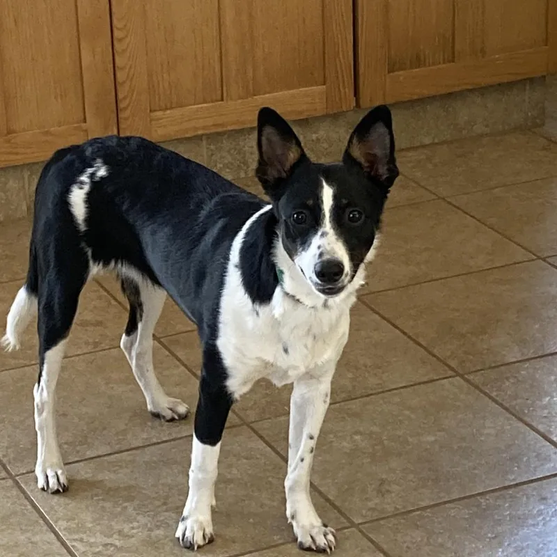 Bay Leaf thumbnail 2