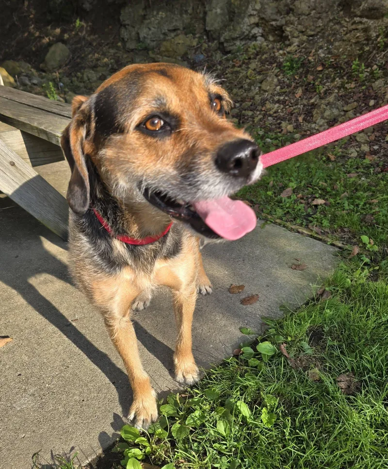 An adult medium-sized male Terrier dog named Joey for adoption in St. Clairsville, OH