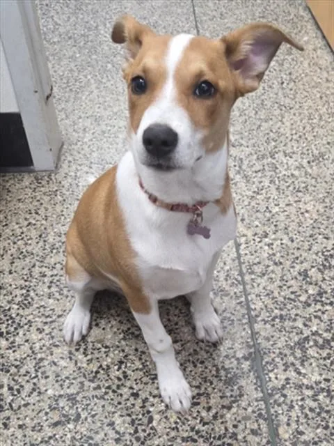 A baby small-sized female Basenji dog named Nova for adoption in Tracy, CA
