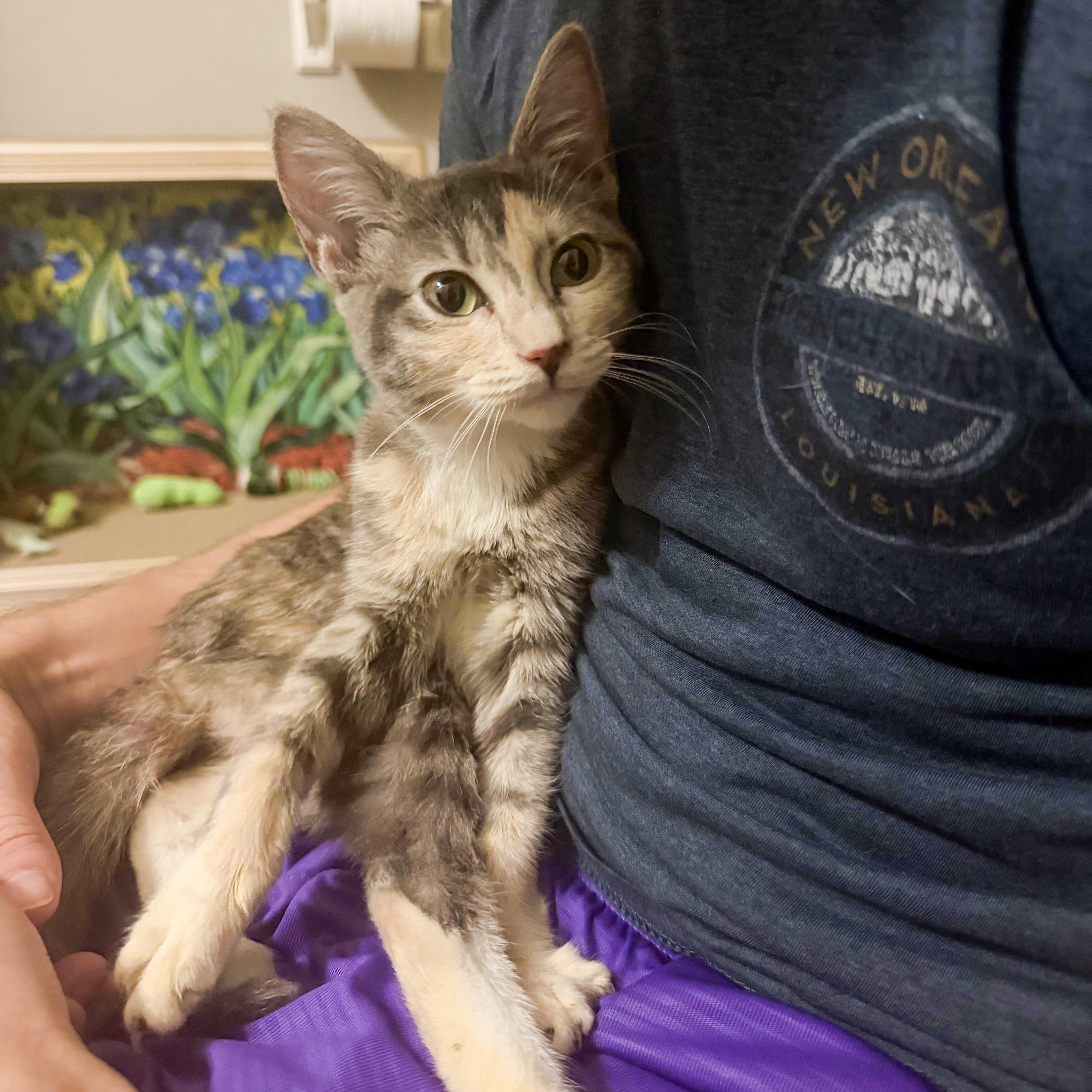 A baby medium-sized female Dilute Calico cat named Sweet Pea for adoption in Columbia, SC