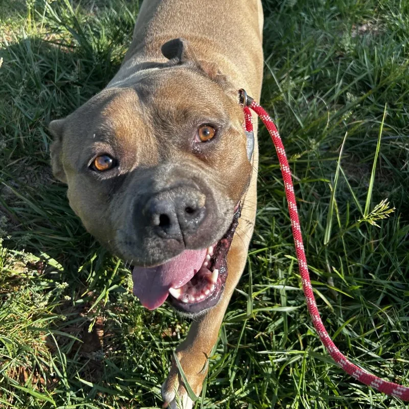 An adult large-sized male Yellow / Tan / Blond / Fawn Mixed Breed dog named Canelo for adoption in Asheville, NC