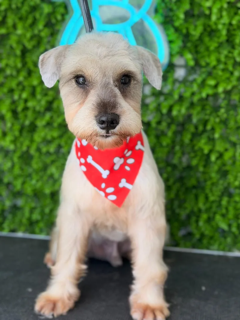 An adult small-sized male Schnauzer dog named Coquito for adoption in Lake Hopatcong, NJ