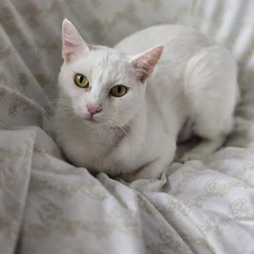 A young medium-sized female White Domestic Short Hair cat named Flurry for adoption in Tampa, FL