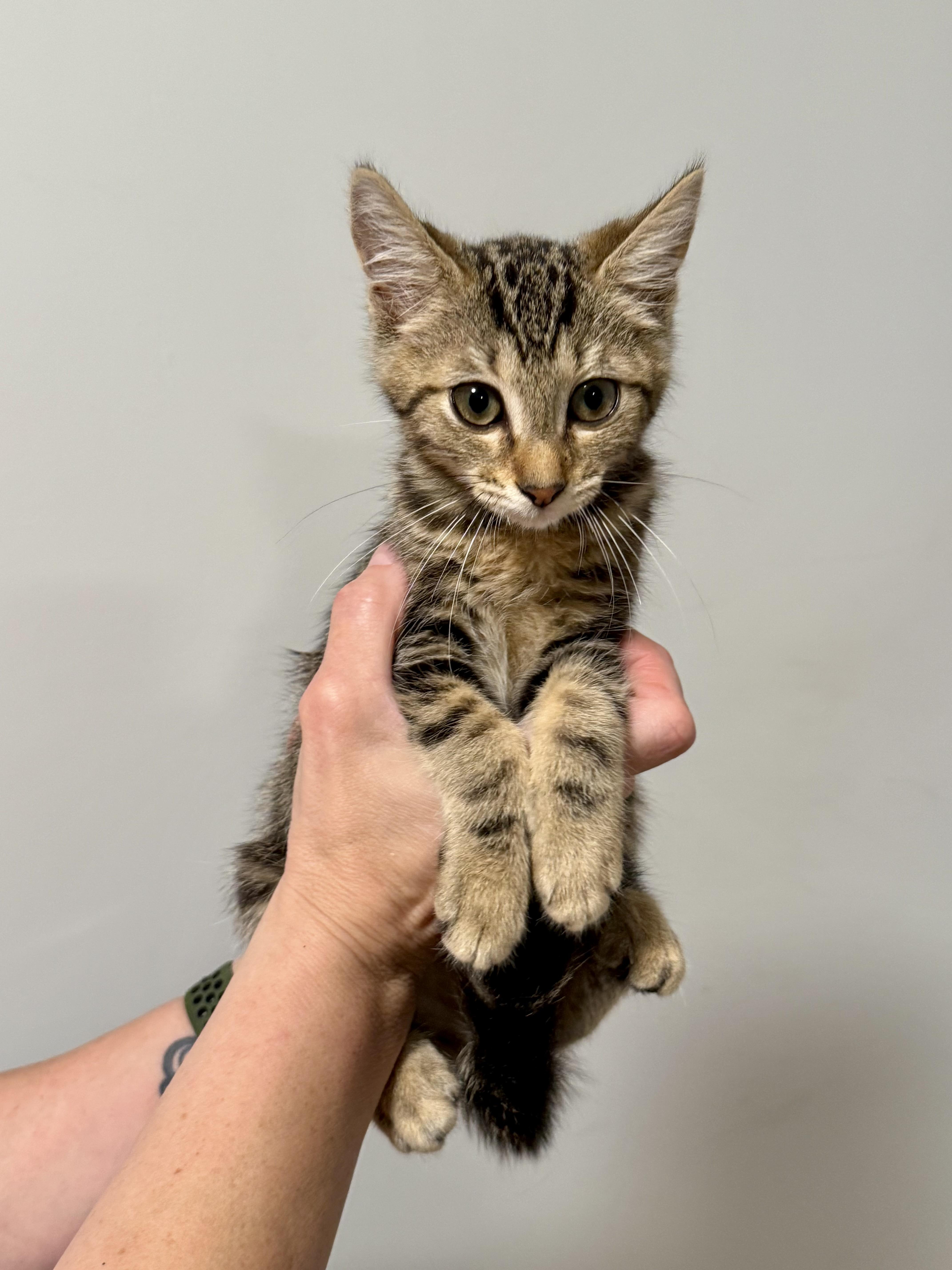 A baby small-sized male Tabby (Gray / Blue / Silver) Domestic Short Hair cat named Ziggy for adoption in Johnson City, TN