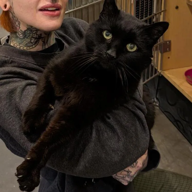 A senior medium-sized male Black Domestic Short Hair cat named Frank for adoption in Washington Township, OH